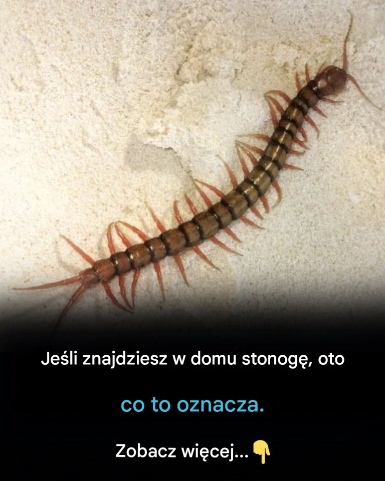 Jeśli znajdziesz w domu stonogę, oto co to oznacza…