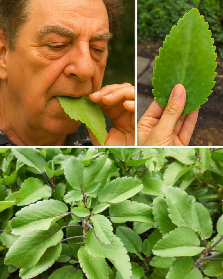 Uwolnij niespodziewaną moc Liścia Życia
