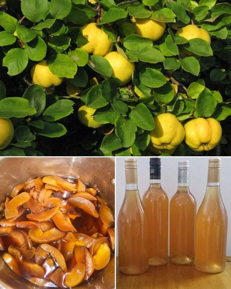 Korzyści zdrowotne pigwy – składniki odżywcze, wpływ na układ trawienny i przepisy